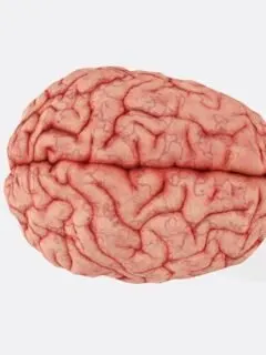 Foods That Naturally Support Brain Function