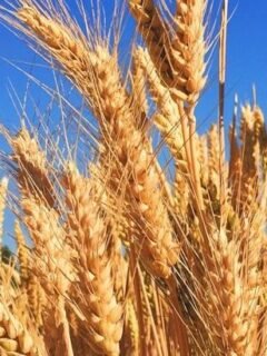 The Overlooked Grains: Farro, Millet, And Barley Making A Comeback
