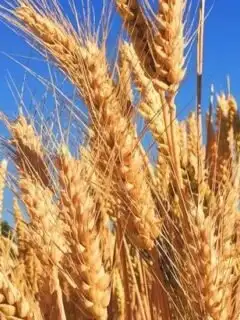 The Overlooked Grains: Farro, Millet, And Barley Making A Comeback