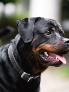 The 5 Dog Breeds Vets Warn Are Most Likely to Turn on Their Owners