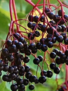 Dining with Danger: 8 Delicacies That Can Kill You If Prepared Wrong