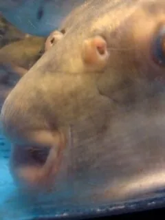 Fugu Masters: The Extreme Training Required to Serve the Deadliest Fish