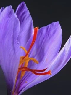 Why Saffron Costs More Than Gold: The Economics Behind the Priciest Spice