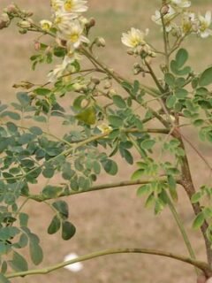 Top 7 Underrated Superfoods to Add to Your Daily Diet