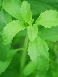 Which Sugar Alternatives Are Actually Better for You?